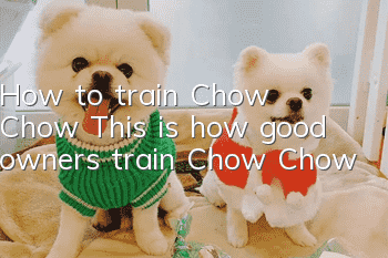 How to train Chow Chow: This is how good owners train Chow Chow