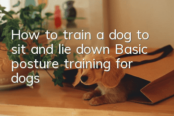 How to train a dog to sit and lie down Basic posture training for dogs