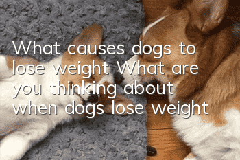 What causes dogs to lose weight? What are you thinking about when dogs lose weight?