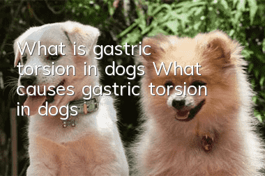 What is gastric torsion in dogs? What causes gastric torsion in dogs?
