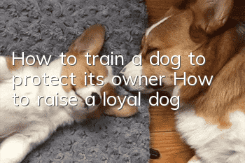 How to train a dog to protect its owner How to raise a loyal dog