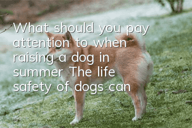What should you pay attention to when raising a dog in summer? The life safety of dogs cannot be ignored