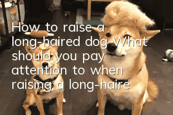 How to raise a long-haired dog? What should you pay attention to when raising a long-haired dog?