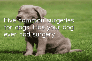Five common surgeries for dogs. Has your dog ever had surgery?