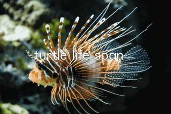 turtle life span