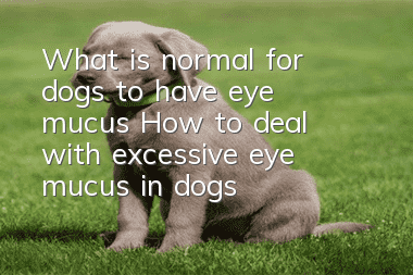 What is normal for dogs to have eye mucus? How to deal with excessive eye mucus in dogs