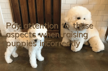 Pay attention to these aspects when raising puppies incorrectly