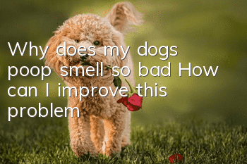 Why does my dog's poop smell so bad? How can I improve this problem?