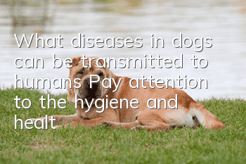 What diseases in dogs can be transmitted to humans? Pay attention to the hygiene and health of dogs.