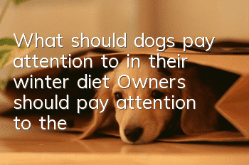 What should dogs pay attention to in their winter diet? Owners should pay attention to these aspects