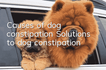 Causes of dog constipation Solutions to dog constipation
