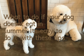 What to do if your dog doesn’t eat in summer? It’s easy to do it with these tips