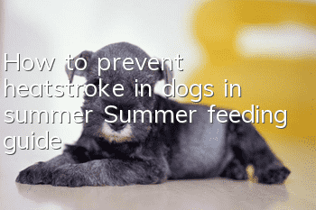 How to prevent heatstroke in dogs in summer? Summer feeding guide