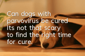 Can dogs with parvovirus be cured? It’s not that scary to find the right time for cure.