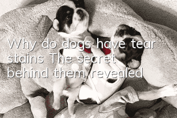 Why do dogs have tear stains? The secret behind them revealed