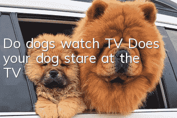 Do dogs watch TV? Does your dog stare at the TV?