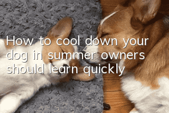 How to cool down your dog in summer, owners should learn quickly