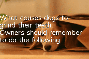 What causes dogs to grind their teeth? Owners should remember to do the following: