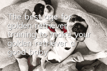 The best age for golden retriever training to make your golden retriever a good baby