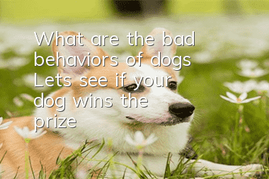 What are the bad behaviors of dogs? Let’s see if your dog “wins the prize”