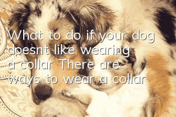What to do if your dog doesn’t like wearing a collar? There are ways to wear a collar