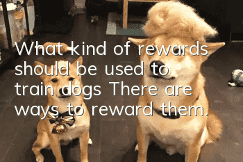 What kind of rewards should be used to train dogs? There are ways to reward them.