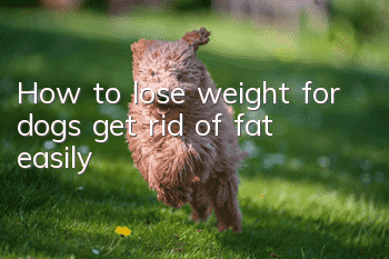 How to lose weight for dogs, get rid of fat easily