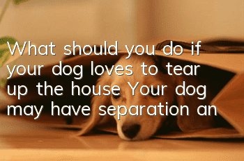 What should you do if your dog loves to tear up the house? Your dog may have separation anxiety.