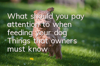 What should you pay attention to when feeding your dog? Things that owners must know
