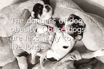 The dangers of dog obesity. Obese dogs are less likely to live longer.