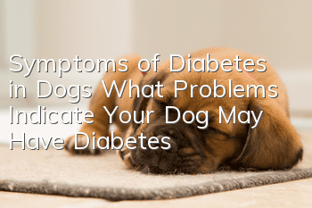 Symptoms of Diabetes in Dogs What Problems Indicate Your Dog May Have Diabetes