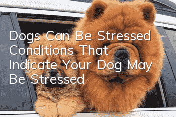 Dogs Can Be Stressed Conditions That Indicate Your Dog May Be Stressed