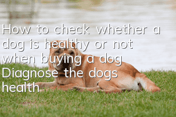 How to check whether a dog is healthy or not when buying a dog? Diagnose the dog’s health from six aspects