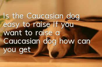 Is the Caucasian dog easy to raise? If you want to raise a Caucasian dog, how can you get to know it better?