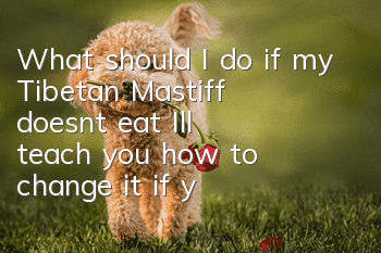 What should I do if my Tibetan Mastiff doesn’t eat? I’ll teach you how to change it if your Tibetan Mastiff doesn’t eat.