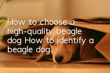 How to choose a high-quality beagle dog How to identify a beagle dog