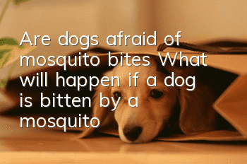 Are dogs afraid of mosquito bites? What will happen if a dog is bitten by a mosquito?