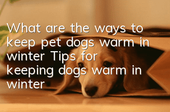 What are the ways to keep pet dogs warm in winter? Tips for keeping dogs warm in winter