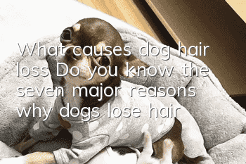 What causes dog hair loss? Do you know the seven major reasons why dogs lose hair?