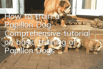 How to train a Papillon Dog? Comprehensive tutorial on basic training of Papillon Dogs