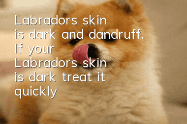Labrador's skin is dark and dandruff. If your Labrador's skin is dark, treat it quickly!