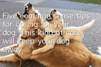 Five common sense tips for caring for your dog. This kind of care will keep your dog away from everything.