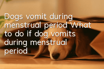 Dogs vomit during menstrual period What to do if dog vomits during menstrual period