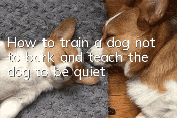 How to train a dog not to bark and teach the dog to be quiet
