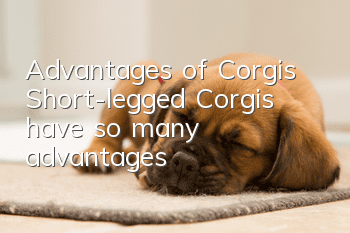 Advantages of Corgis Short-legged Corgis have so many advantages!