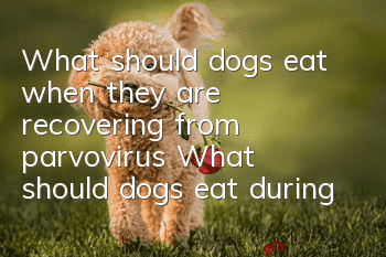 What should dogs eat when they are recovering from parvovirus? What should dogs eat during their recovery period from parvovirus?