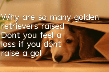 Why are so many golden retrievers raised? Don’t you feel a loss if you don’t raise a golden retriever in your life?