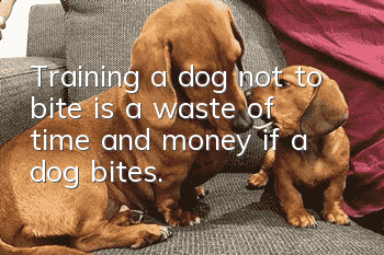 Training a dog not to bite is a waste of time and money if a dog bites.