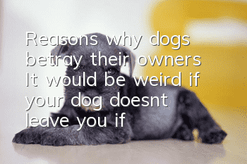 Reasons why dogs betray their owners: It would be weird if your dog doesn’t leave you if you do these things to him!