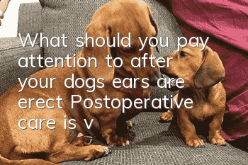 What should you pay attention to after your dog’s ears are erect? Postoperative care is very important